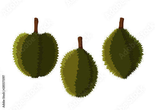 durian fruit colour green on white background  illustration vector 