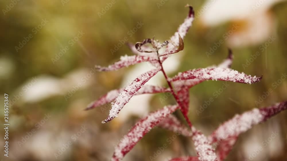 Snow falls across bright red ferns during peak fall colors in Colorado. Snow falls across bright red ferns during peak fall colors in Colorado.
