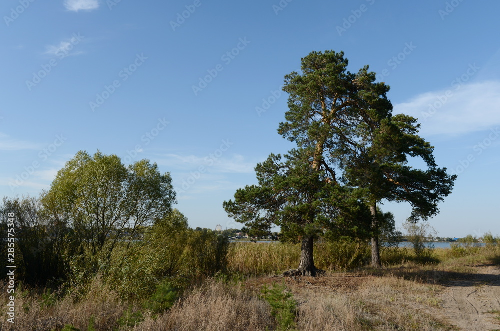 Pine on the shore of lake Big Island. Altai territory. Russia Pine on the shore of lake Big Island. Altai territory. Russia