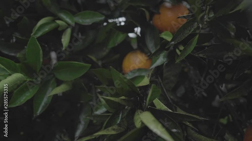 Orange tree on the reain photo