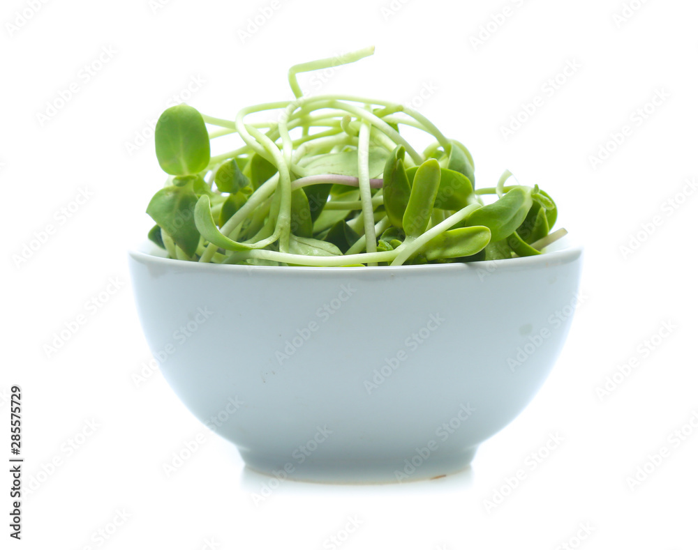 Sunflower sprouts isolated on white background Sunflower sprouts isolated on white background