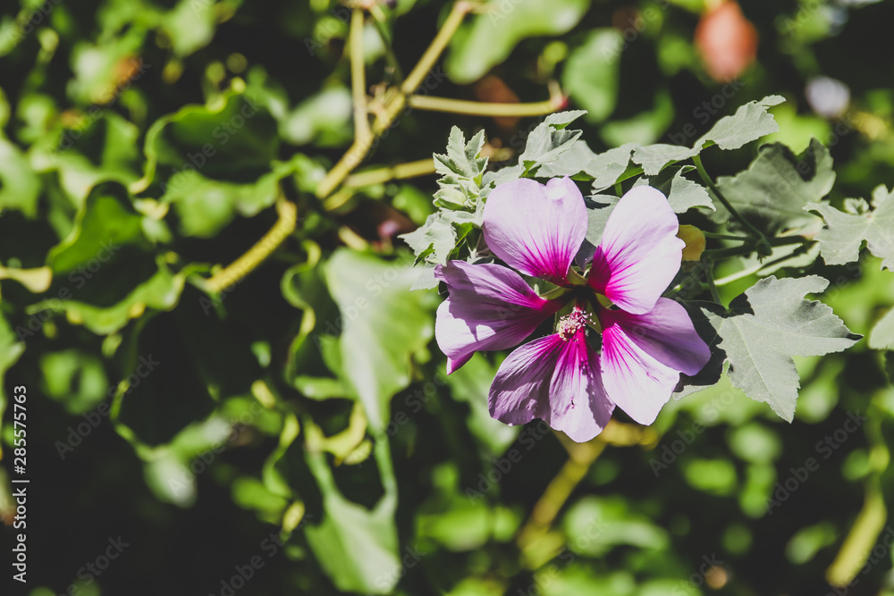 hibiscus syriacus althea rose of sharon flower (also called aphhrodite hibiscus) tree hibiscus syriacus althea rose of sharon flower (also called aphhrodite hibiscus) tree
