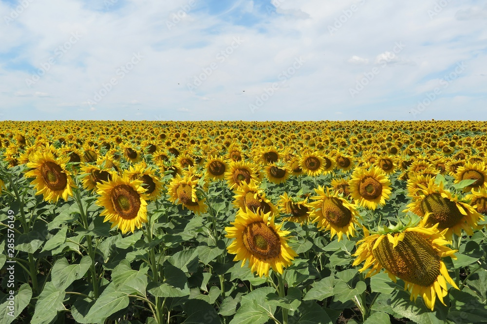 Obraz premium Beautiful sunflowers in the field on blue sky background, europe