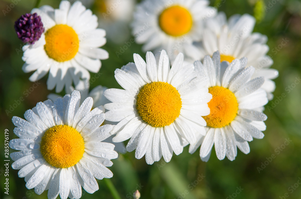 Beautiful large daisy flowers on a spring field on a bright sunny morning. Beautiful large daisy flowers on a spring field on a bright sunny morning.