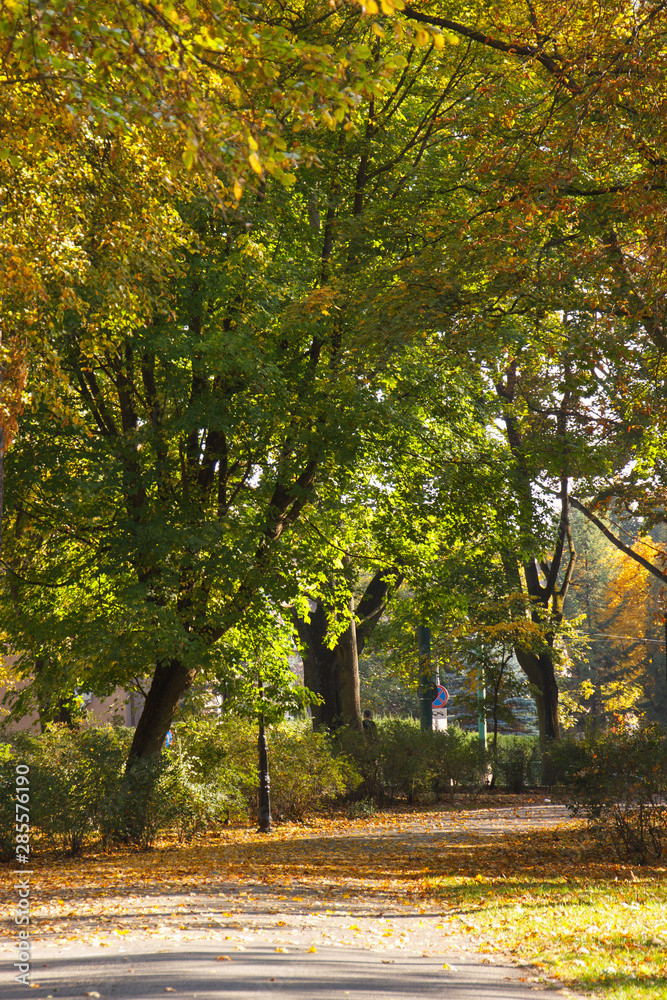 Footpath or trail for relaxation in autumnal park