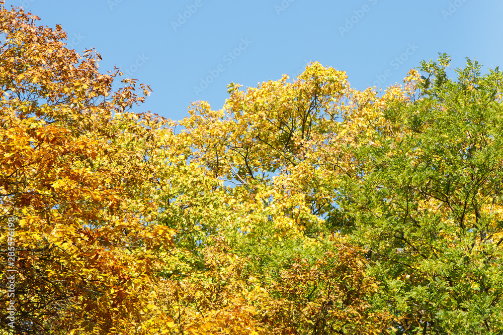 View on trees with colorful leaves in autumnal park View on trees with colorful leaves in autumnal park