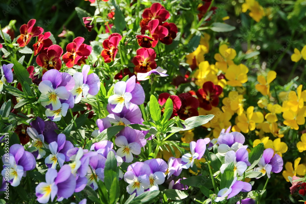 色とりどりのパンジーの花 色とりどりのパンジーの花