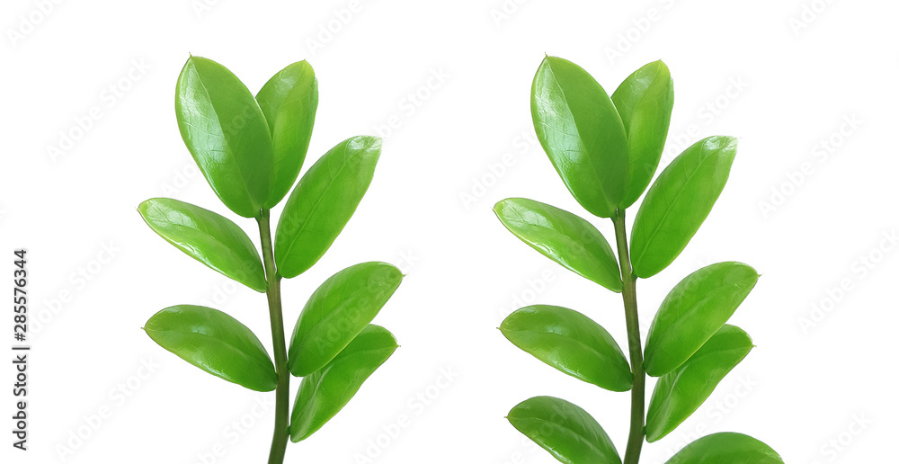 Zamioculcas Zamiifolia leaf