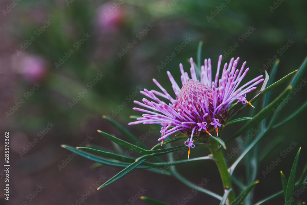 native Australian bush plant isopogon candy cone with pink flowers native Australian bush plant isopogon candy cone with pink flowers