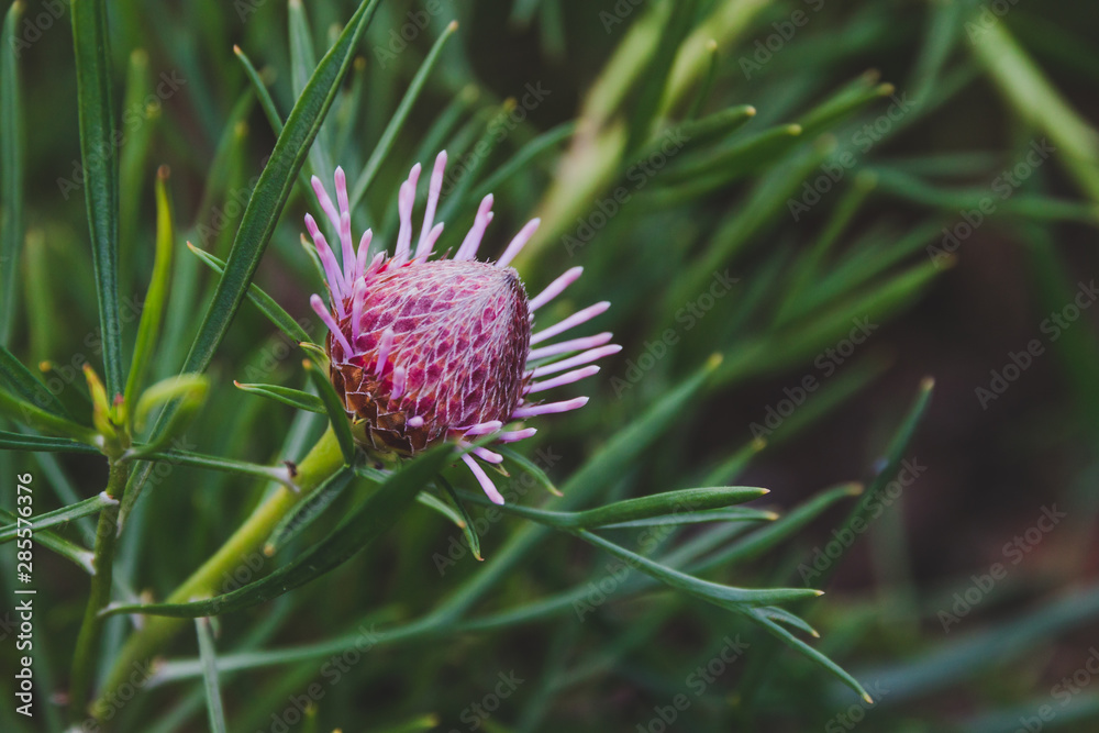 native Australian bush plant isopogon candy cone with pink flowers native Australian bush plant isopogon candy cone with pink flowers