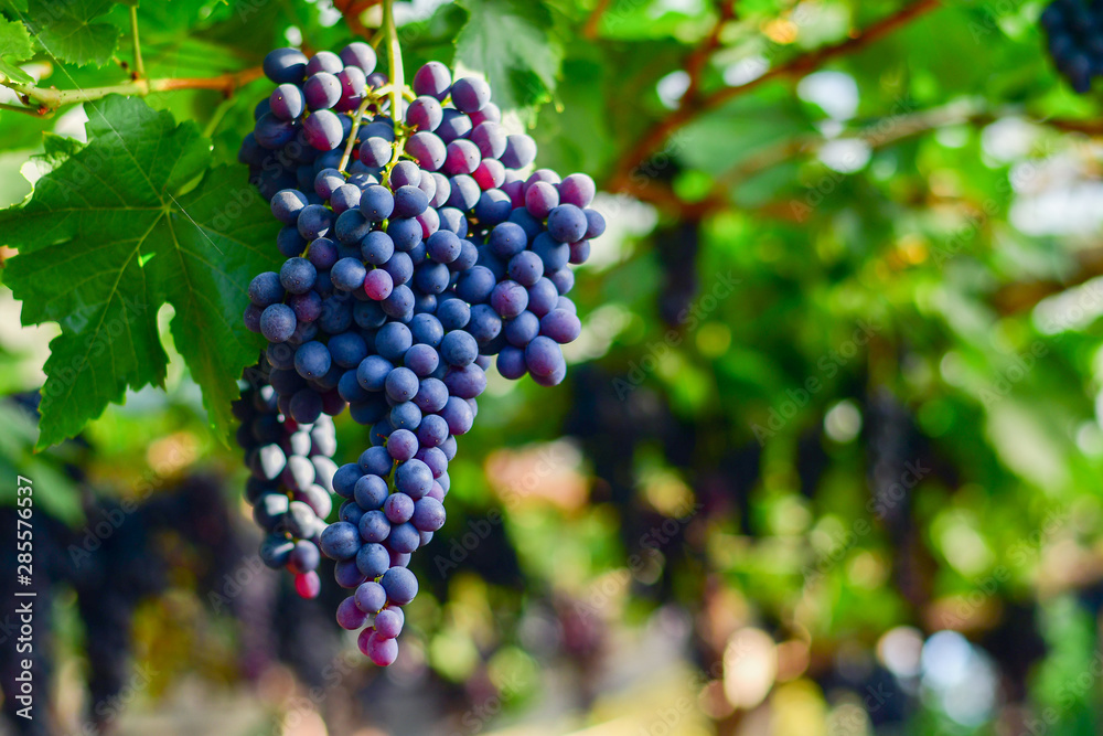 Close-up of bunches of ripe red wine grapes on vine