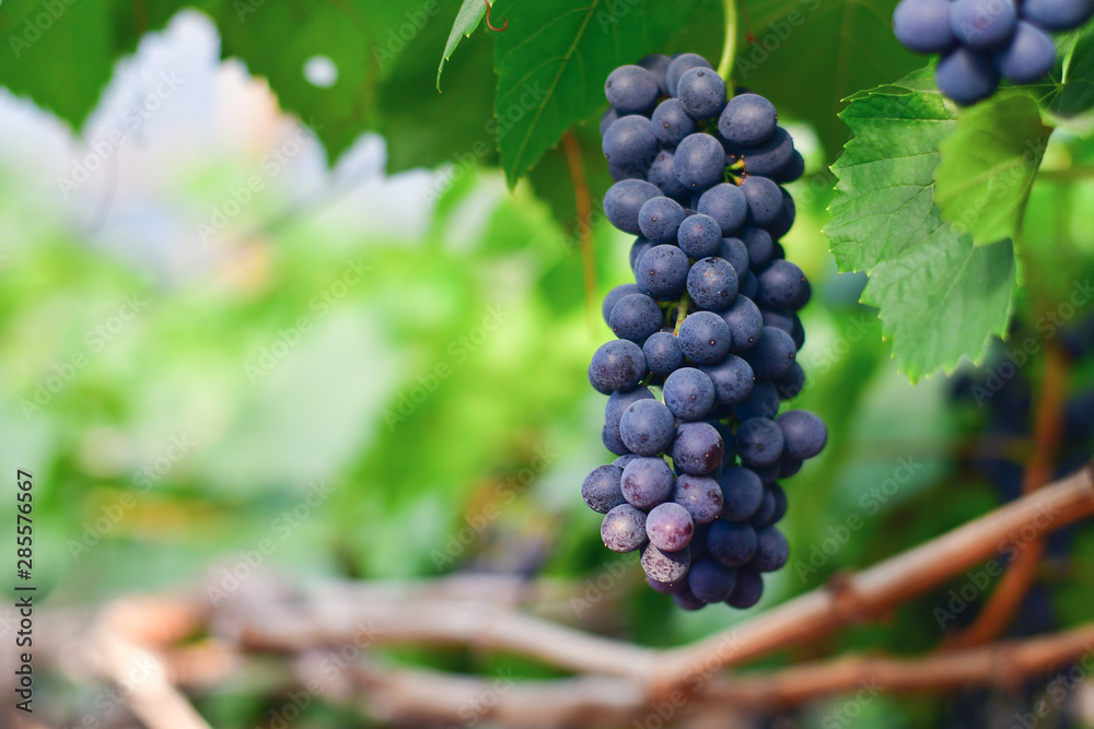 Close-up of bunches of ripe red wine grapes on vine Close-up of bunches of ripe red wine grapes on vine