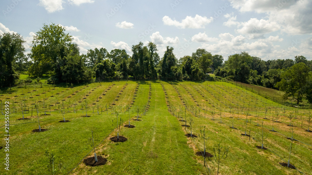 Tree Orchard in Potomac, Montgomery County, Maryland