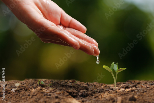 Agriculture. Growing plants. Plant seedling. Hand nurturing and water young baby plants growing in germination sequence on fertile soil with natural green bokeh background