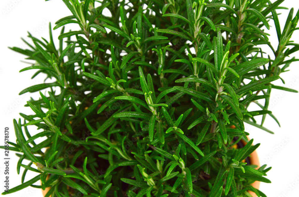 Naklejka premium Rosemary Tree oRosemary Tree on white background. Rosmarinus officinalis isolated.n white background. Rosmarinus officinalis isolated.