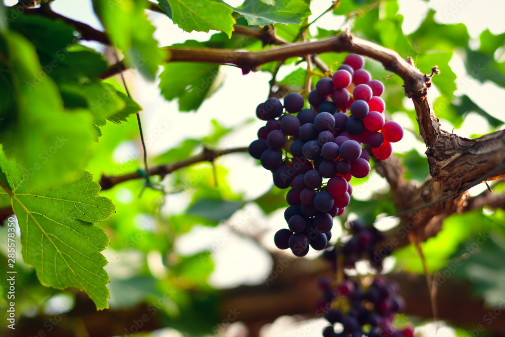 Close-up of bunches of ripe red wine grapes on vine