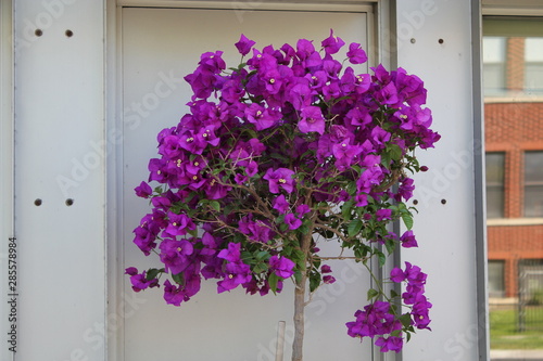 Purple Bougainvillea Flowers against wall