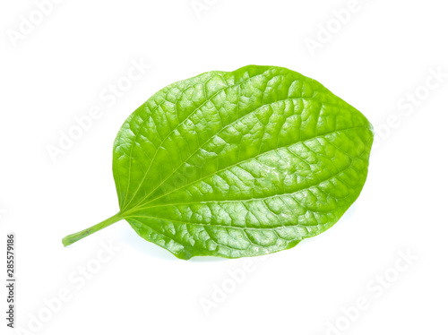 Piper sarmentosum, Wildbetal leafbush leaf isolated on white photo