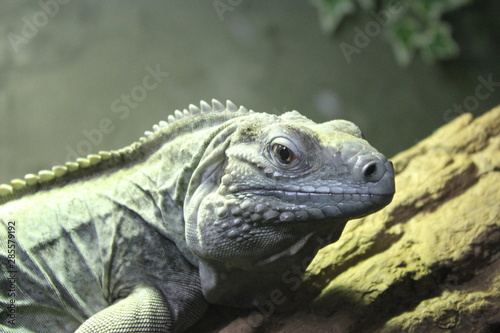 Green Iguana Face Closeup