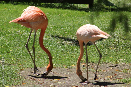 Two Pink Flamingo's, Phoenicopterus Roseuseating