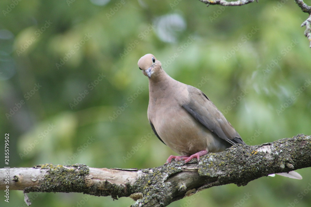 American Mourning Dove, Columba Oenas on a branch American Mourning Dove, Columba Oenas on a branch