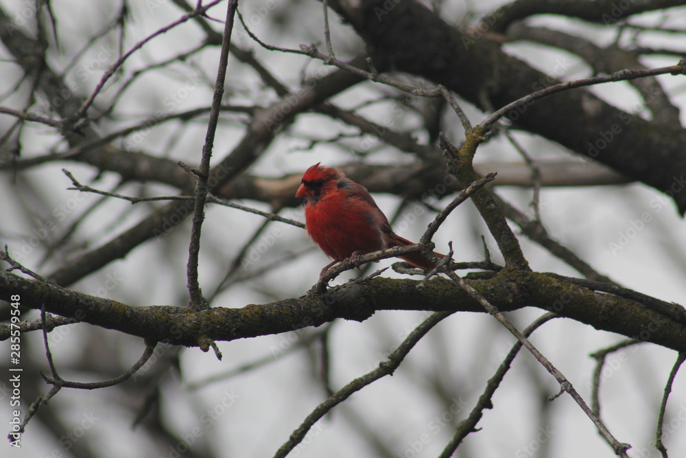 Red Male Northern cardinal, Cardinalis in Tree on branch Red Male Northern cardinal, Cardinalis in Tree on branch