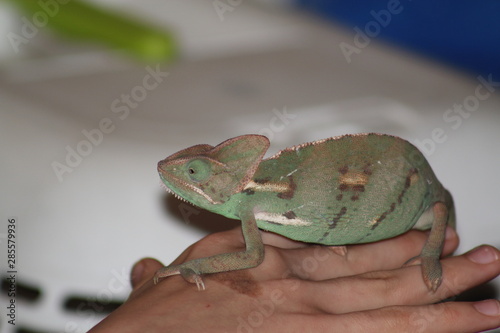 Green Chameleon Lizard on Hand