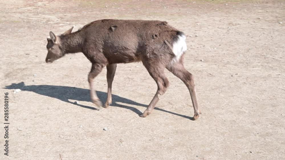 Deer in Nara park at Kansai,Japan.