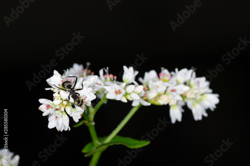 Wallpaper Mural 곤충. 꽃. 봄. 생태. Torontodigital.ca