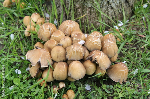 Wild mushrooms at foot of tree