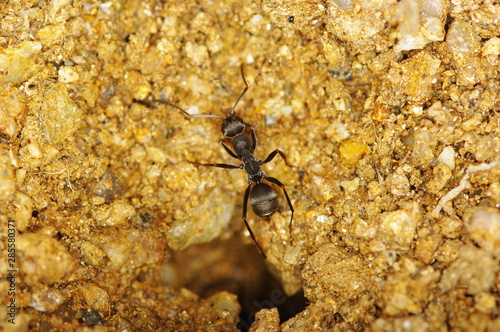 Wallpaper Mural 개미 개미집. 곤충. 일꾼. 비지니스. Torontodigital.ca