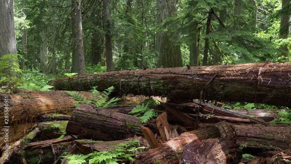 An old growth rainforest of Cedar in British Columbia, Canada. An old growth rainforest of Cedar in British Columbia, Canada.