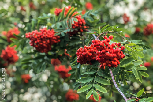 Ripe red mountain ash on a growing tree