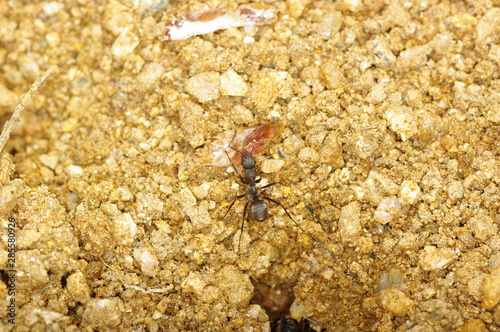 Wallpaper Mural 개미 개미집. 곤충. 일꾼. 비지니스. Torontodigital.ca