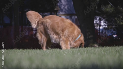 Dog sniffing for tennis ball in slow motion