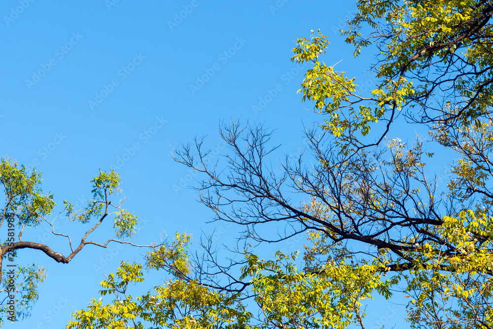 Dry tree with blue sky background. Dry tree with blue sky background.