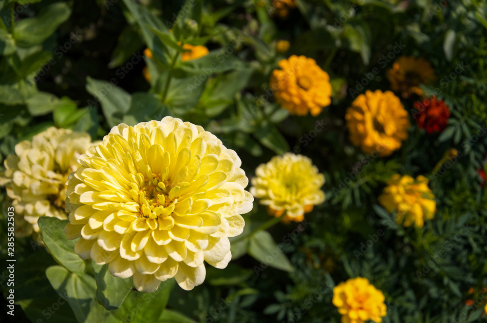 Beautiful yellow Common Zinnia (Zinnia elegans) in garden Beautiful yellow Common Zinnia (Zinnia elegans) in garden