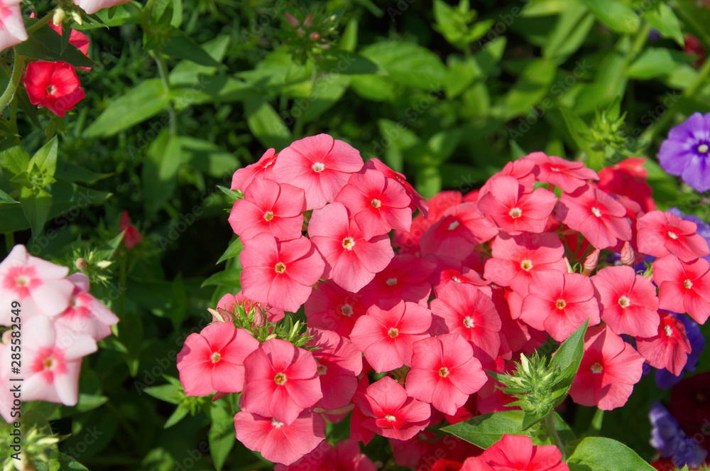 Fototapeta premium close-up of beautiful bright pink, red and purple phlox flowers