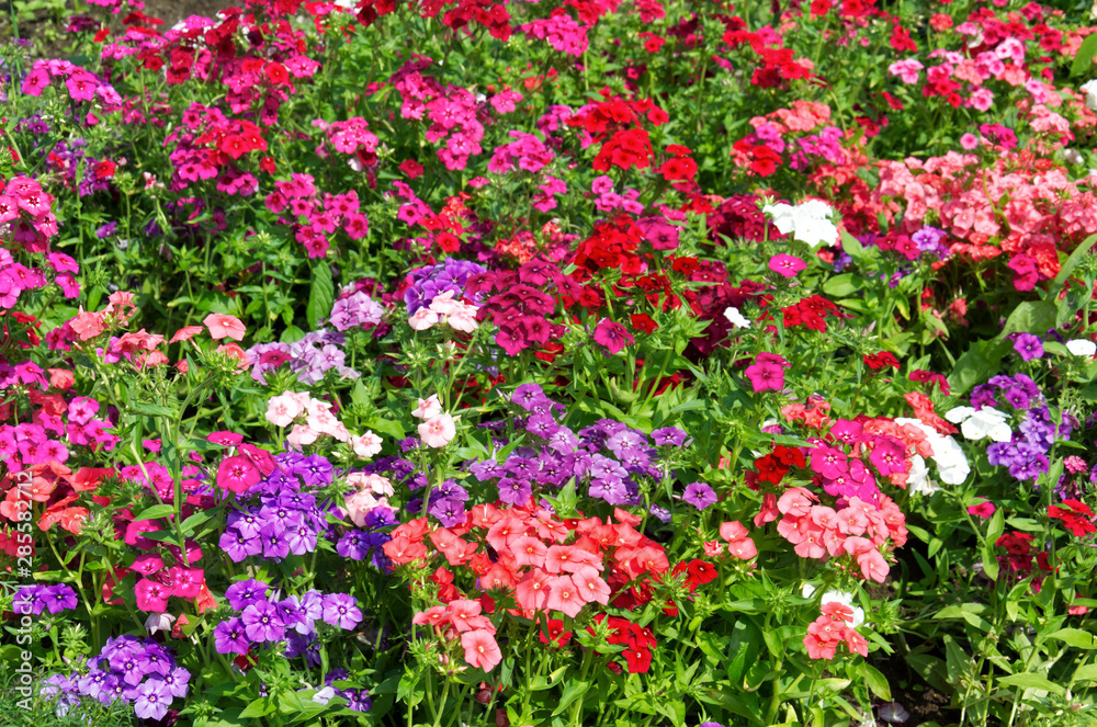 beautiful background of bright bushes of pink, red and purple phloxes flowers
