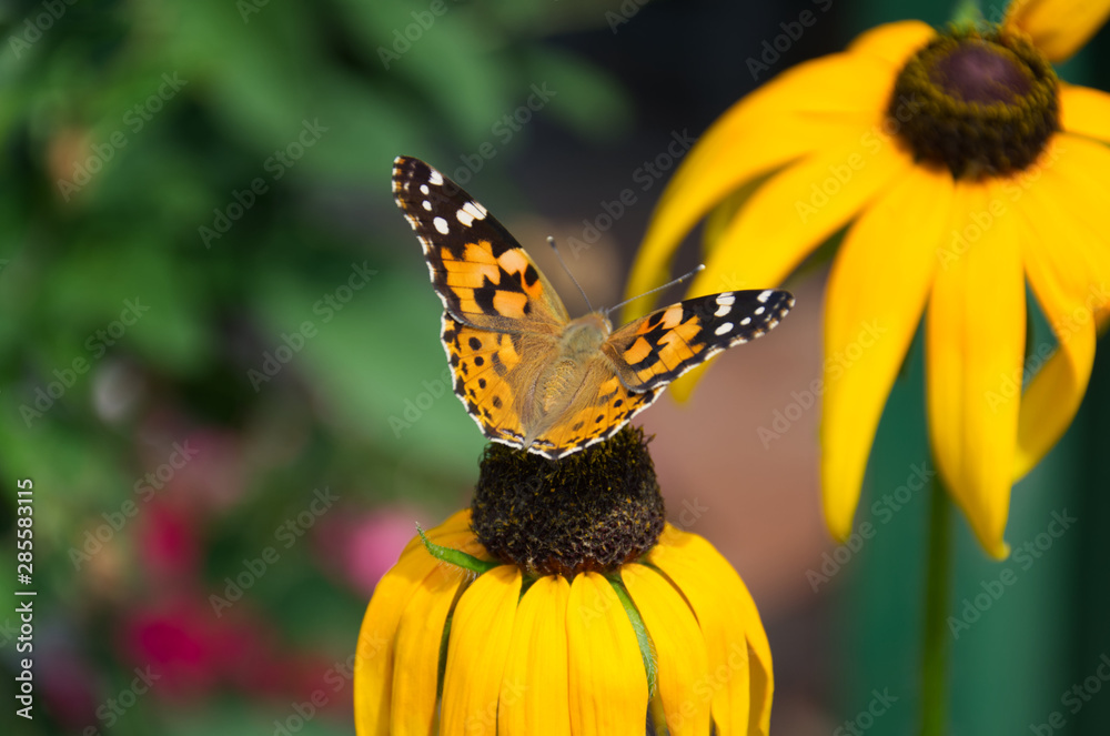 close-up beautiful butterfly on a yellow flower of rudbeckia (Black-eyed-susans) on a blurred background of a blooming garden close-up beautiful butterfly on a yellow flower of rudbeckia (Black-eyed-susans) on a blurred background of a blooming garden
