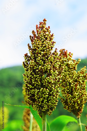 Wallpaper Mural 수수. 곡식. 잡곡. 추석. 수수팥떡.  Torontodigital.ca