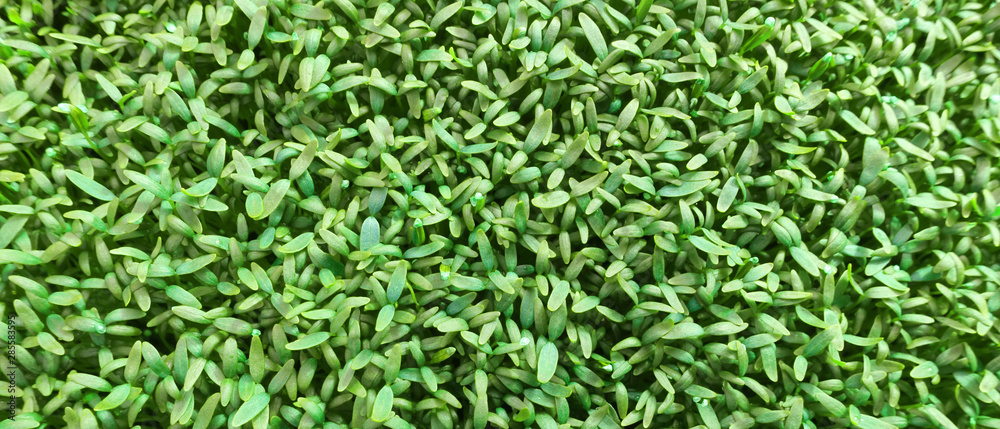 top view of growing plant for background top view of growing plant for background