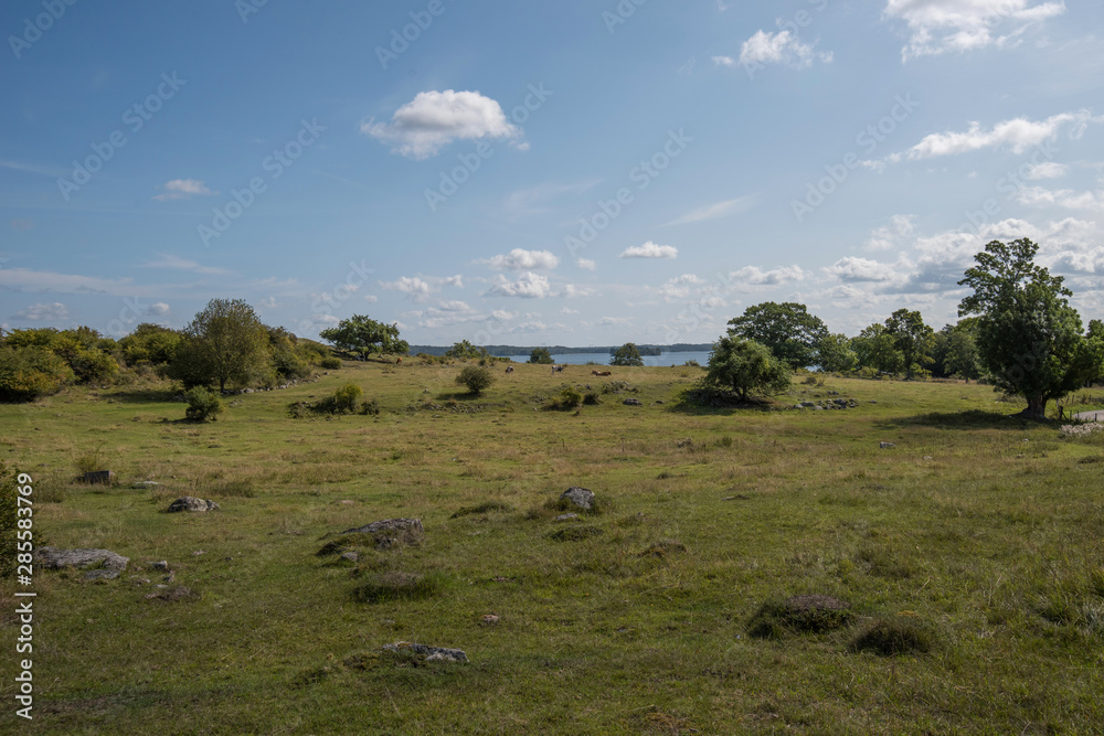 Obraz premium Live stock of sheeps and cows at the viking burial mounds on the island Adelsö at the viking town on the island Birka close to Stockholm