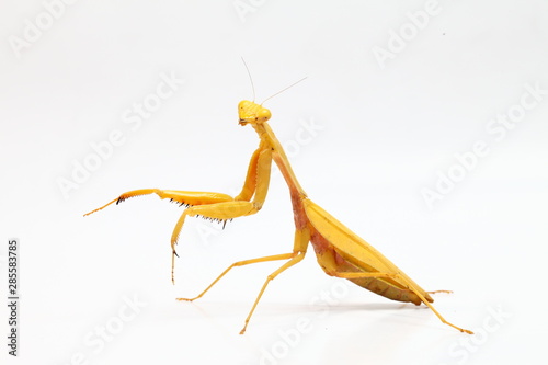 Bild auf Leinwand Yellow praying mantis isolated on white background