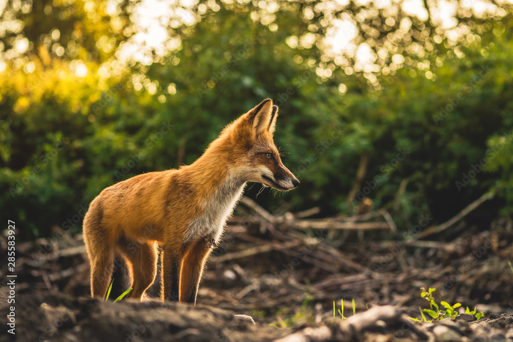 beautiful wild red fox in the forest beautiful wild red fox in the forest