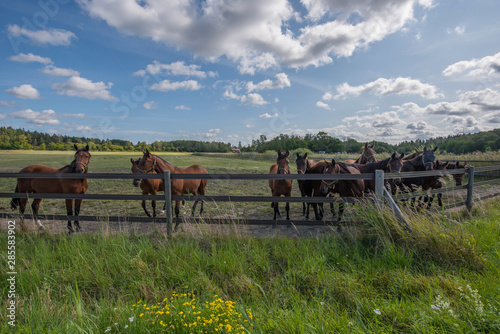 Race horses resting in a meadow in Stockholm