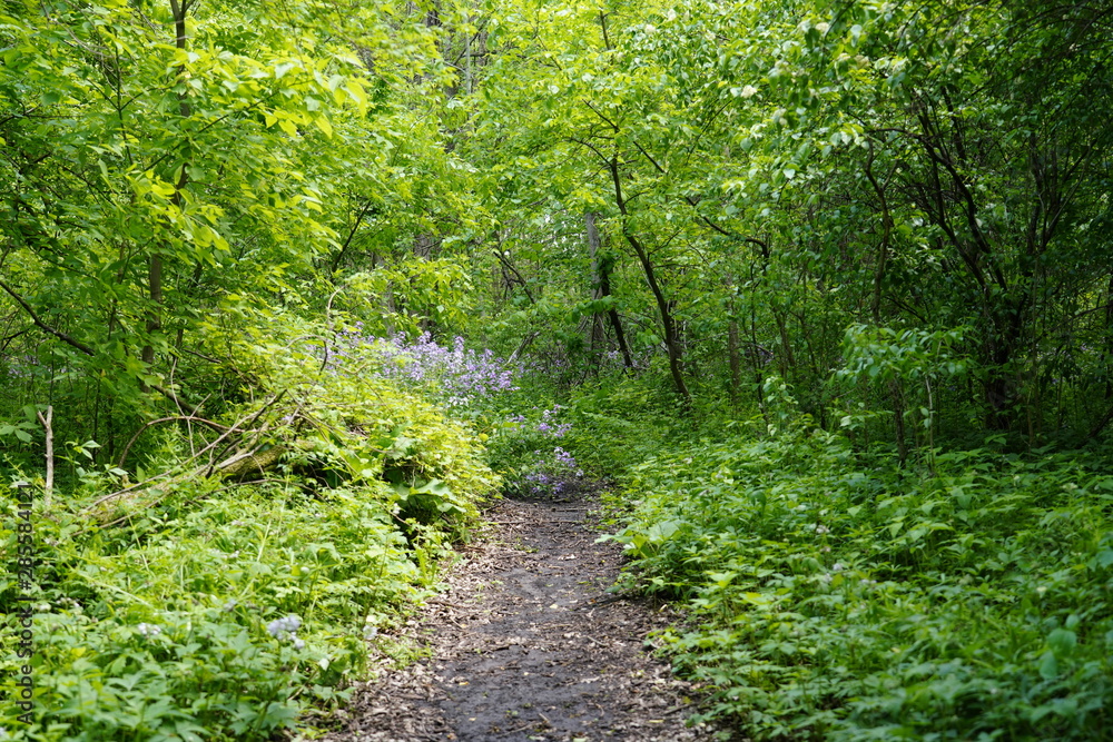 A beautiful nature walk in a Forest in the Summer A beautiful nature walk in a Forest in the Summer
