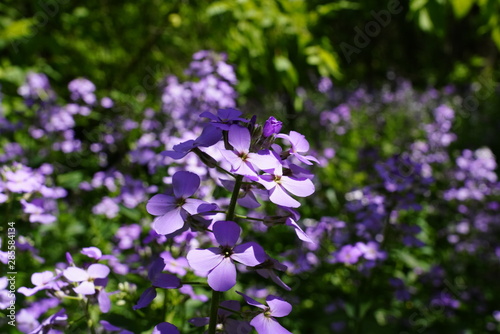 Fototapeta Naklejka Na Ścianę i Meble -  Beautiful Purple Flowers found in the forest