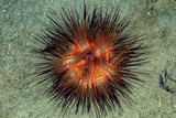 Sea urchins, or simply urchins, are typically spiny, globular animals, echinoderms in the class Echinoidea