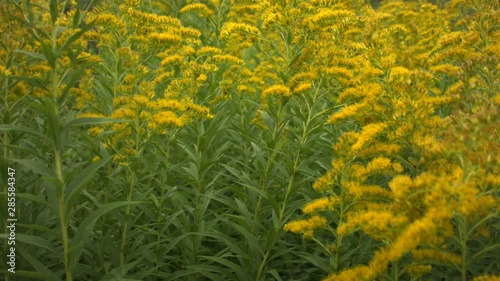 Close-up of blooming ragweed in the wind in the fall. Recorded in Raw on Blackmagic camera.